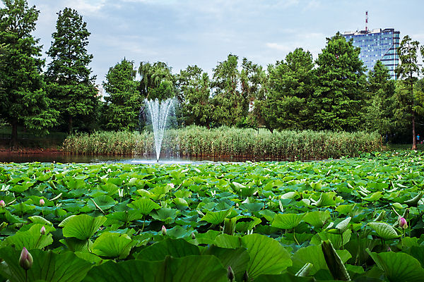포토 JPG 해외이미지 식물 꽃잎 꽃 호수 줄기 분홍색 잎 자연 이집트 동양인 사람없음 초록색 물 평화 정원 고요 봄 벚꽃 연못 개화 순수 신성 부쿠레슈티 해외202008 해외포토 자연요소 계절 컬러 컨셉 아프리카 인종 생태계 루마니아 파일형식