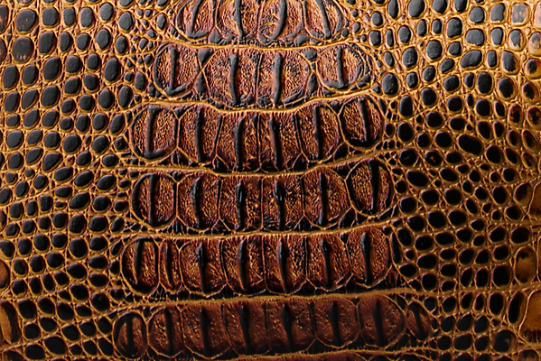 포토 JPG 해외이미지 아시아 호수 야생동물 파충류 아프리카 태국 사람없음 물 강 농장 머리 검은색 수영 힘 경쟁 연못 입 황무지 진화 치아 위험 라이벌 위협 사파리 피부 공룡 눈금 꼬리 사냥 도마뱀 육식동물 악어 사냥꾼 숨김 나쁜 몬스터 힘찬 해외202008 포악 해외포토 자연요소 동물 직업 나라 컬러 컨셉 농업 신체부위 수상스포츠 소화기관 소방 파일형식