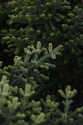 포토 JPG 해외이미지 나무 식물 계절 여행 백그라운드 잎 크리스마스 겨울 패턴 자연 추상 사람없음 야외 목재 장식 초록색 환경 봄 나뭇가지 신선 소나무 숲 묘사 질감 부드러움 북쪽 상록수 침엽수 전나무 원뿔 내추럴 생태학 가문비나무 해외202008 해외포토 도형 교육 기념일 컬러 무늬 재료 감각 방향 생태계 파일형식