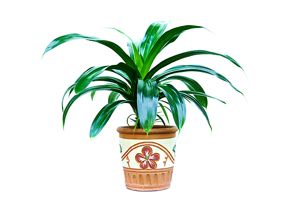 포토 JPG 해외이미지 나무 식물 1 디자인 꽃 화분 화초 백그라운드 잎 자연 주택 실내 사람없음 야외 내부 목재 장식 초록색 정원 검은색 봄 성장 흰색 나뭇가지 신선 화려 냄비 큼 관목 오브젝트 무화과 내추럴 고립 심기 해외202008 해외포토 계절 컬러 컨셉 과일 재료 모션 건물 솥 크기 생태계 파일형식