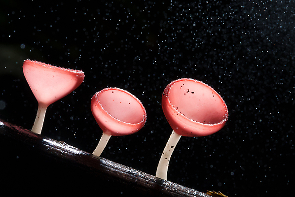 포토 JPG 해외이미지 나무 분홍색 사람없음 어둠 버섯 야간 숲 빗방울 해외202008 해외포토 자연요소 식물 컬러 비_날씨 파일형식