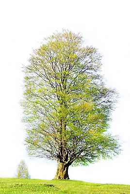 포토 JPG 해외이미지 나무 식물 배너 포스터 선 줄기 백그라운드 단풍 잎 자연 파노라마 풍경 초원 사람없음 야외 초록색 여름 환경 봄 성장 덮개 흰색 신선 그룹 고독 숲 건축가 큼 그늘 땅 자르기 싱글 에코 조경 장면 상록수 내추럴 고립 생태학 엘리먼트 수평선 그리너리 해외202008 해외포토 직업 계절 교육 감정 컬러 모션 촬영기법 뚜껑 크기 생태계 파일형식 트랜드컬러