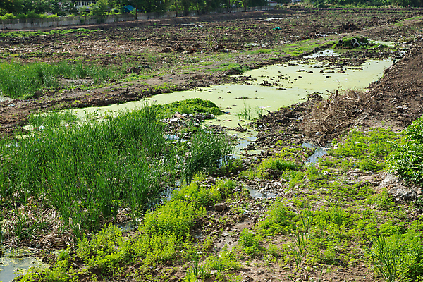 포토 JPG 해외이미지 나무 모래 밭 농업 자연 풍경 사람없음 야외 물 농장 우주 환경 흙 시골 땅 질감 먼지 지역 개발 해외202008 해외포토 자연요소 식물 산업 생태계 파일형식