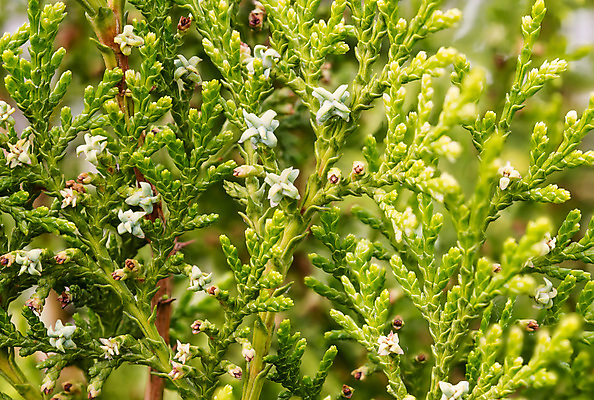 포토 JPG 해외이미지 나무 식물 계절 공원 꽃 백그라운드 잎 과일 자연 사람없음 야외 목재 장식 초록색 정원 봄 흰색 나뭇가지 신선 소나무 묘사 원예 질감 상록수 침엽수 원뿔 내추럴 고립 삼나무 해외202008 해외포토 도형 공공시설 컬러 재료 취미 생태계 파일형식