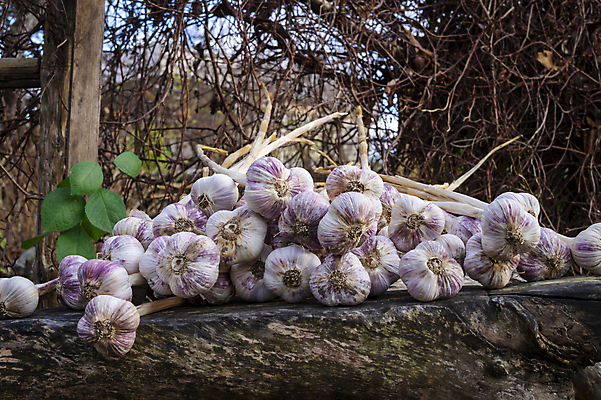 포토 JPG 해외이미지 나무 식물 음식 백그라운드 농업 채소 재료 전구 자연 건조 건강 마늘 사람없음 목재 초록색 약 수확 흰색 시골 신선 양념 그룹 맛 그늘 다발 허브 향신료 오브젝트 유기농 매움 날것 아로마 향료 향 비타민 흙더미 내추럴 숙성 해외202008 해외포토 웰빙 산업 컬러 컨셉 의학 흙 생태계 향기 냄새 영양소 향미료 파일형식 더미