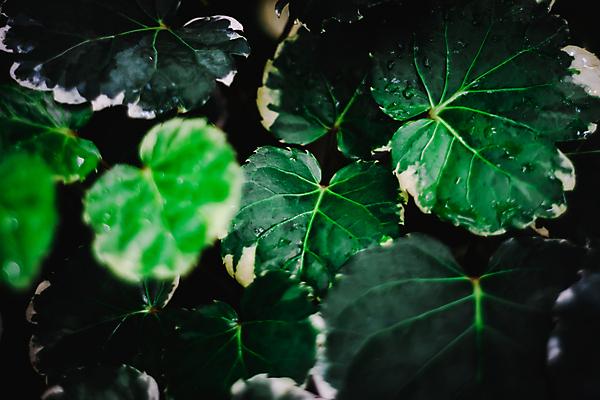 포토 JPG 해외이미지 나무 식물 디자인 계절 공원 백그라운드 잎 꽃무늬 자연 추상 프레임 건강 미술 사람없음 야외 목재 초록색 여름 빛 햇빛 태양 우주 환경 정원 봄 나뭇가지 신선 닫기 소프트포커스 숲 에코 보케 라임 산소 내추럴 광 블러 해외202008 해외포토 자연요소 공공시설 꽃 컬러 무늬 과일 재료 모션 문화예술 촬영기법 원소 생태계 파일형식