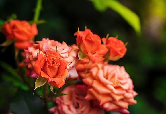 포토 JPG 해외이미지 식물 꽃잎 꽃 분홍색 꽃무늬 오렌지 자연 사람없음 야외 빨간색 초록색 여름 빛 햇빛 장미 맑음 신선 개화 닫기 소프트포커스 허브 싱글 전경 해외202008 해외포토 계절 컬러 무늬 과일 모션 날씨 촬영기법 풍경 태양 생태계 파일형식 탑뷰