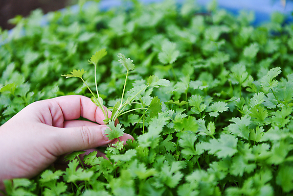 포토 JPG 해외이미지 식물 전통 음식 백그라운드 잎 밭 농업 채소 자연 파슬리 건강 동양인 사람없음 야외 초록색 농장 정원 식사 중국 봄 샐러드 성장 신선 상추 인도인 다발 허브 유기농 날것 생강 내추럴 밭일 채식주의자 특별함 맛있는 스피아민트 해외202008 해외포토 외국인 웰빙 계절 산업 아시아 컬러 컨셉 인종 민트 생태계 채식 파일형식