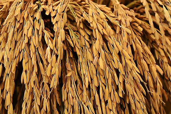 포토 JPG 해외이미지 아시아 음식 백그라운드 패턴 태국 밥 건조 사람없음 농장 갈색 쌓기 수확 낟알 수집 질감 날것 논밭 해외202008 해외포토 나라 컬러 무늬 밭 농업 모션 논 파일형식