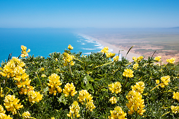 포토 JPG 해외이미지 꽃 모래 자연 하늘 사람없음 야외 파란색 모래사장 갈색 노란색 서핑 캘리포니아 태평양 북쪽 포인트 내추럴 해외202008 해외포토 식물 바다 컬러 금융 미국 수상스포츠 방향 생태계 파일형식