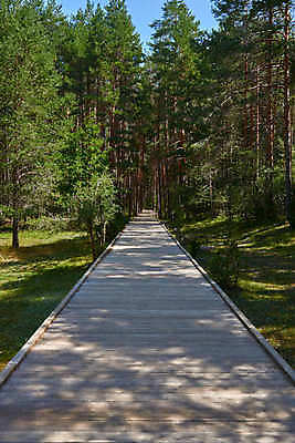 포토 JPG 해외이미지 나무 식물 구름 여행 자연 풍경 초원 사람없음 초록색 빛 평화 안개 시골 신선 시간 오픈 숲 장면 포인트 방법 줄서기 수평선 해외202008 해외포토 자연요소 컬러 컨셉 모션 날씨 금융 생태계 파일형식