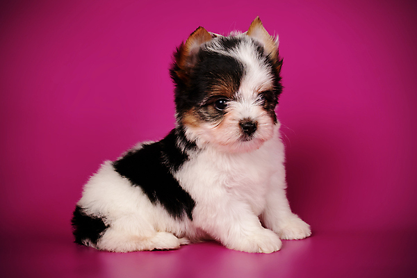 포토 JPG 해외이미지 동물 1 행복 새끼 백그라운드 새로움 털 미소 사람없음 빨간색 반려동물 검은색 거울 흰색 개 달콤 강아지 작음 요크셔테리어 테리어 활 솜털 송곳니 기르기 비버 삼색 해외202008 우호적 해외포토 감정 컬러 컨셉 포유류 표정 맛 치아 크기 돌봄 파일형식