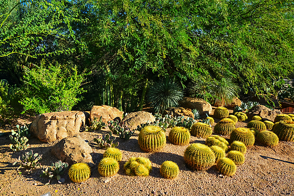 포토 JPG 해외이미지 식물 꽃 분홍색 여행 백그라운드 꽃무늬 과일 자연 날씨 선인장 건조 풍경 사람없음 초록색 여름 파란색 컬러풀 보라색 사막 뜨거움 냄비 숲 척추 내추럴 해외202008 해외포토 계절 컬러 무늬 뼈 솥 생태계 파일형식