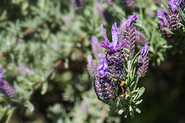 포토 JPG 해외이미지 식물 동물 꽃잎 꽃 야생동물 곤충 백그라운드 꽃무늬 밭 자연 사람없음 초록색 파란색 컬러풀 머리 정원 맑음 보라색 봄 줄무늬 프랑스 벚꽃 개화 닫기 먹이 수집 허브 제비꽃 향기 아로마 먼지 꽃가루 꿀 라벤더 찌르기 내추럴 프랑스어 수유 해외202008 해외포토 문자 계절 유럽 컬러 무늬 농업 모션 날씨 신체부위 가루 생태계 냄새 파일형식