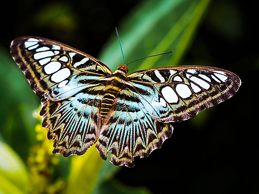 포토 JPG 해외이미지 식물 동물 계절 꽃 야생동물 나비 곤충 꽃무늬 패턴 밭 날개 자연 초원 사람없음 야외 초록색 여름 파란색 컬러풀 노란색 정원 검은색 봄 벚꽃 흰색 우아함 벌레 내추럴 수유 해외202008 해외포토 컬러 컨셉 무늬 농업 생태계 파일형식