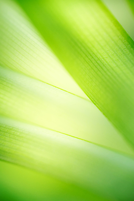 포토 JPG 해외이미지 나무 식물 계절 백그라운드 컨셉 잎 패턴 자연 벽지 추상 잔디 사람없음 초록색 빛 컬러풀 햇빛 태양 우주 환경 정원 맑음 봄 성장 신선 숲 질감 보케 부드러움 내추럴 블러 생태학 카피스페이스 그리너리 효과 해외202008 해외포토 자연요소 교육 컬러 무늬 날씨 공백 감각 생태계 파일형식 트랜드컬러