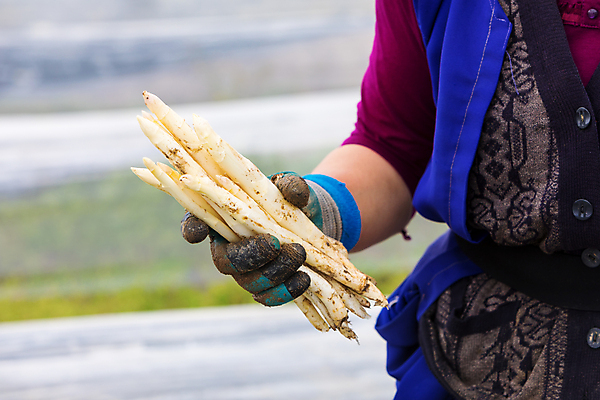 포토 JPG 해외이미지 식물 직업 계절 산업 음식 밭 농업 다이어트 채소 노동자 건강 사람 사람없음 농작물 농장 농경지 수확 성장 흰색 신선 업무 선택 농부 땅 종업원 유기농 생물학 아스파라거스 날것 내추럴 땅바닥 밭일 정책 세련 해외202008 해외포토 웰빙 교육 컬러 컨셉 바닥 작업 파일형식