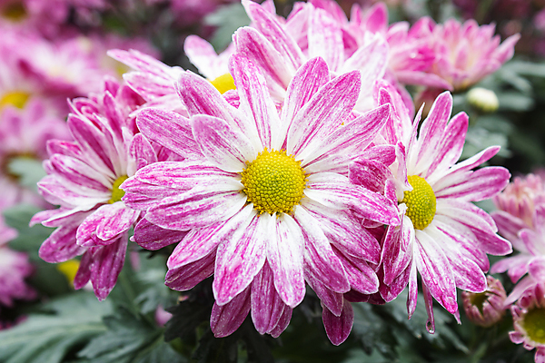 포토 JPG 해외이미지 식물 디자인 꽃잎 꽃 분홍색 꽃다발 잎 꽃무늬 패턴 자연 휴식 국화 사람없음 장식 빨간색 초록색 여름 컬러풀 정원 보라색 봄 낭만 벚꽃 가을 흰색 나뭇가지 신선 닫기 달콤 제비꽃 내추럴 해외202008 해외포토 나무 계절 컬러 컨셉 무늬 모션 맛 생태계 파일형식