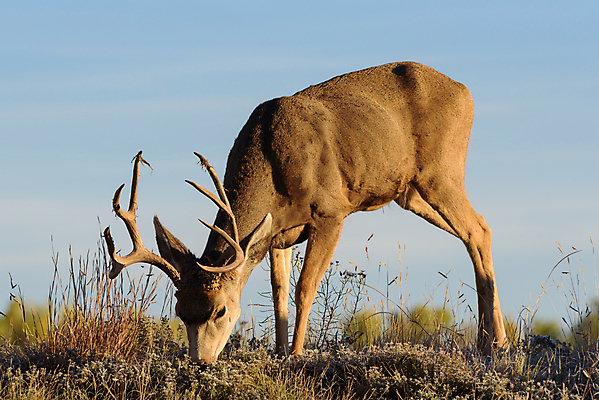 포토 JPG 해외이미지 동물 여자 꽃 야생동물 포유류 자연 산 털 종류 사람없음 갈색 달러 봄 임신 젖음 추위 코트 흰색 붓 소나무 잡초 군중 숲 속눈썹 먹기 배고픔 바퀴자국 귀 주둥이 신발장 아기사슴 암사슴 해외202008 해외포토 나무 식물 계절 새끼 컬러 돈 자국 모션 사슴 사람 신체부위 외투 암컷 눈썹 생태계 파일형식