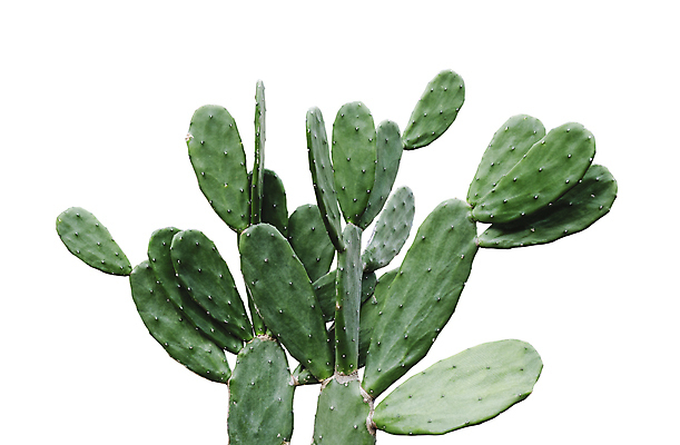 포토 JPG 해외이미지 나무 식물 계절 클리핑패스 백그라운드 잎 자연 선인장 미술 사람없음 장식 초록색 정원 성장 흰색 신선 뜨거움 신용카드 가시 척추 질감 찌르기 내추럴 고립 미니멀리스트 미니멀 해외202008 해외포토 컬러 모션 문화예술 뼈 금융 생태계 파일형식