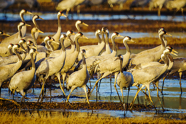 포토 JPG 해외이미지 동물 공원 호수 야생동물 겨울 중동 자연 조류 하늘 산 풍경 사람없음 야외 물 계곡 회색 관찰 기중기 예약 내추럴 동물상 수유 이스라엘 전국 해외202008 해외포토 자연요소 계절 공공시설 나라 컬러 모션 조형물 중장비 생태계 서아시아 파일형식