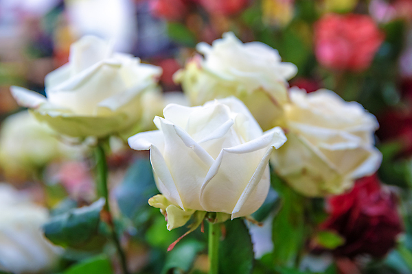 포토 JPG 해외이미지 식물 디자인 꽃 분홍색 꽃다발 결혼 백그라운드 잎 꽃무늬 패턴 관계 자연 추상 주택 발렌타인데이 선물 사랑 미술 사람없음 내부 장식 빨간색 초록색 농장 장미 유행 상점 정원 꽃병 벚꽃 신선 생일 혼합 다발 배열 묘사 원예 질감 리빙 내추럴 구성 해외202008 해외포토 기념일 감정 컬러 무늬 농업 데이이벤트 문화예술 이벤트 취미 건물 생태계 파일형식