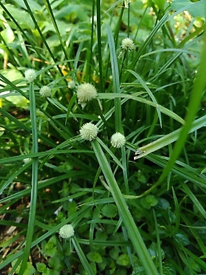 포토 JPG 해외이미지 나무 식물 전통 음식 백그라운드 신체 전구 태국 자연 건강 사람없음 초록색 물 약 보라색 화장품 견과류 흰색 신선 약초 허브 날것 내추럴 토닉 억울 해외202008 해외포토 자연요소 감정 아시아 컬러 의학 뷰티 풀_식물 생태계 파일형식