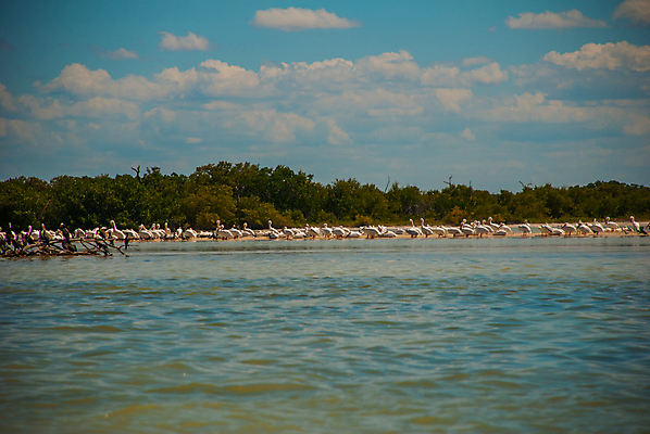 포토 JPG 해외이미지 나무 식물 동물 공원 호수 야생동물 바다 날개 자연 조류 하늘 멕시코 풍경 사람없음 물 강 반사 갈색 연못 펠리컨 유카탄 줄서기 칸쿤 해외202008 해외포토 자연요소 공공시설 컬러 북아메리카 모션 생태계 파일형식