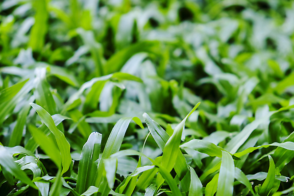 포토 JPG 해외이미지 식물 공원 백그라운드 밭 자연 풍경 잔디 초원 사람없음 야외 장식 초록색 여름 빛 환경 정원 봄 성장 신선 질감 말레이시아 내추럴 땅바닥 인공 해외202008 해외포토 계절 공공시설 아시아 컬러 농업 바닥 생태계 파일형식