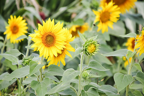 포토 JPG 해외이미지 식물 계절 꽃 백그라운드 잎 꽃무늬 밭 농업 자연 하늘 해바라기 풍경 초원 사람없음 야외 초록색 여름 파란색 컬러풀 햇빛 태양 농장 노란색 환경 정원 맑음 봄 성장 벚꽃 시골 개화 내추럴 해외202008 해외포토 자연요소 산업 컬러 무늬 날씨 생태계 파일형식