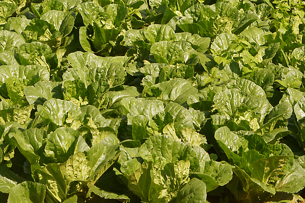 포토 JPG 해외이미지 식물 음식 백그라운드 잎 밭 농업 다이어트 채소 비즈니스 재료 자연 건강 동양인 사람없음 빨간색 초록색 여름 농장 세일 마을 주방 정원 맑음 식사 중국 샐러드 성장 흰색 시골 침대 신선 신용카드 발표 맛 상추 먹기 무역 양배추 엽서 비타민 딜 채식주의자 많음 비건 맛있는 해외202008 해외포토 계절 산업 아시아 컬러 가구 컨셉 모션 날씨 인종 금융 편지 생태계 채식 영양소 파일형식