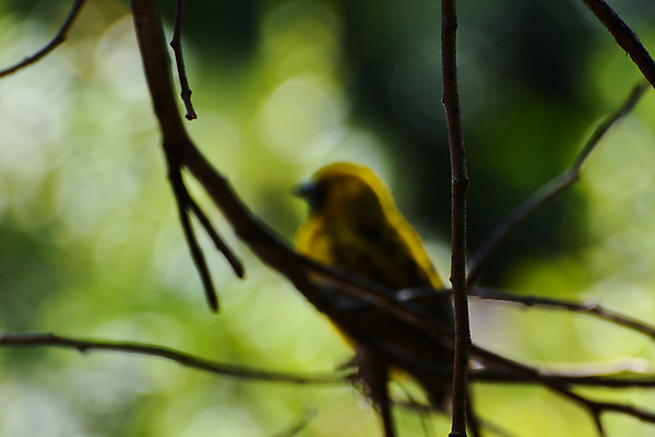 포토 JPG 해외이미지 나무 동물 야생동물 백그라운드 날개 자연 조류 앉기 사람없음 야외 가로 초록색 컬러풀 노란색 환경 정원 검은색 사진촬영 나뭇가지 소프트포커스 숲 작음 깃털 부리 보케 서식지 남쪽 계산서 내추럴 남아프리카 해외202008 해외포토 식물 컬러 모션 아프리카 촬영기법 촬영 크기 방향 생태계 파일형식