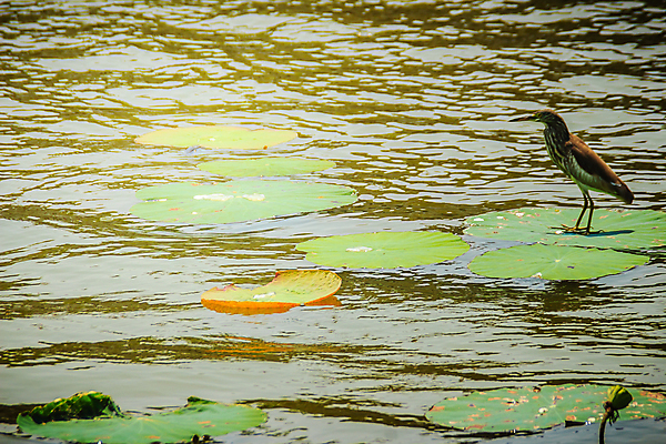 포토 JPG 해외이미지 호수 야생동물 날개 태국 자연 조류 낚시 휴식 연꽃 서기 사람없음 야외 물 강 갈색 머리 환경 중국 흰색 연못 황무지 우아함 보호 습지 왜가리 깃털 생태계 생물학 부리 물새 내추럴 동물상 생태학 웅장함 해외202008 해외포토 자연요소 동물 교육 꽃 아시아 컬러 컨셉 모션 레저 신체부위 조형물 파일형식