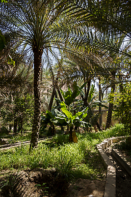 포토 JPG 해외이미지 식물 문화 백그라운드 잎 밭 농업 중동 자연 휴가 산 건조 실내 손바닥 사람없음 야외 초록색 파란색 농장 환경 정원 사막 시골 뜨거움 숲 오솔길 땅 언덕 아라비아 상록수 동쪽 내추럴 밭일 이국적 해외202008 해외포토 손 나라 산업 길 컬러 내부 방향 생태계 파일형식