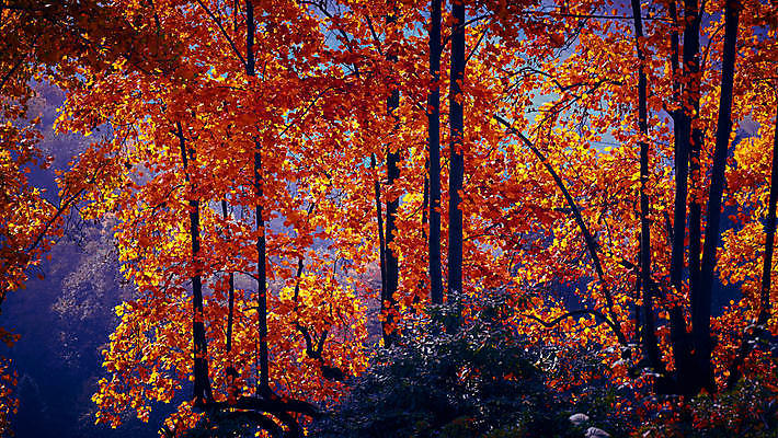 포토 JPG 해외이미지 잎 자연 산 따뜻함 사람없음 빨간색 태양 이탈리아 가을 숲 해외202008 해외포토 자연요소 식물 계절 유럽 컬러 생태계 파일형식