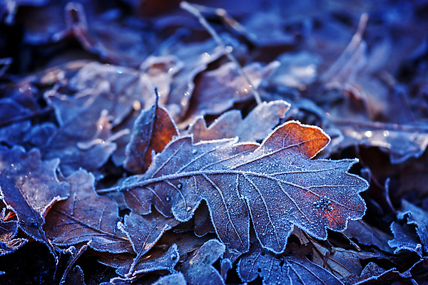 포토 JPG 해외이미지 나무 식물 계절 공원 백그라운드 잎 겨울 패턴 자연 벽지 건조 풍경 사람없음 야외 컬러풀 갈색 정원 추위 가을 황금 숲 11월 유기농 질감 서리 10월 내추럴 땅바닥 해외202008 해외포토 웰빙 공공시설 컬러 무늬 바닥 날짜 생태계 파일형식