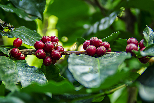 포토 JPG 해외이미지 계절 열매 꽃 산업 커피 음료 잎 크리스마스 과일 태국 자연 콩 건강 사람없음 빨간색 초록색 농작물 농장 수확 성장 뜨거움 체리 농부 굽기 유기농 날것 발리 에콰도르 카푸치노 에스프레소 밭일 생태학 숙성 아라비카 해외202008 해외포토 식물 직업 웰빙 교육 기념일 아시아 컬러 섬 농업 곡류 남아메리카 구이 생태계 인도네시아 파일형식