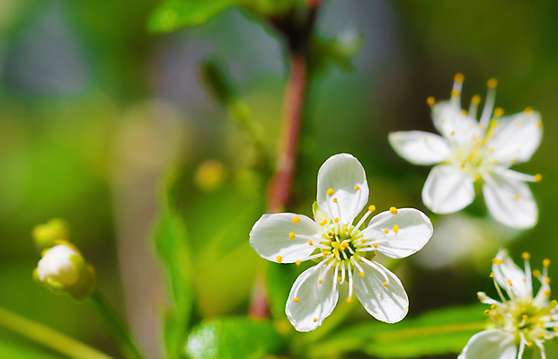 포토 JPG 해외이미지 나무 식물 꽃잎 꽃 백그라운드 잎 꽃무늬 자연 사람없음 초록색 봄 벚꽃 흰색 나뭇가지 신선 개화 내추럴 화창 해외202008 해외포토 계절 컬러 무늬 날씨 생태계 파일형식