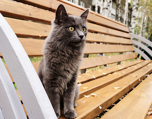 포토 JPG 해외이미지 동물 라이프스타일 공원 얼굴 잎 벤치 포유류 발 자연 휴식 거리 털 동물원 앉기 사람없음 야외 반려동물 검은색 고양이 회색 가을 관찰 잠 기다림 작음 꼬리 사냥 귀 육식동물 사냥꾼 기르기 해외202008 해외포토 식물 직업 계절 공공시설 컬러 컨셉 의자 모션 생활 신체부위 크기 생태계 돌봄 파일형식