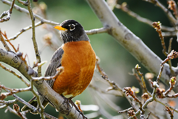 포토 JPG 해외이미지 동물 호수 야생동물 곡선 날개 자연 조류 왕관 사람없음 야외 빨간색 초록색 물 컬러풀 노란색 검은색 어둠 봄 회색 덮개 흰색 물방울 우아함 둥지 큼 깃털 꼬리 부리 목 서식지 콜로라도 해외202008 해외포토 자연요소 계절 선 컬러 컨셉 신체부위 미국 뚜껑 크기 생태계 파일형식