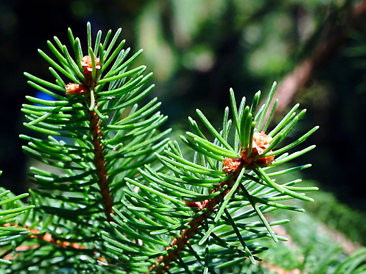 포토 JPG 해외이미지 나무 식물 잎 자연 사람없음 야외 초록색 나뭇가지 소나무 닫기 숲 상록수 침엽수 해외202008 해외포토 컬러 모션 생태계 파일형식