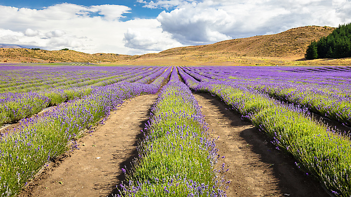 포토 JPG 해외이미지 구름 계절 꽃 섬 여행 백그라운드 밭 농업 자연 하늘 풍경 사람없음 여름 컬러풀 보라색 놀람 활발 수확 시골 개화 허브 제비꽃 향기 뉴질랜드 아로마 아로마테라피 라벤더 남쪽 내추럴 강렬 해외202008 해외포토 자연요소 식물 감정 산업 컬러 컨셉 표정 오세아니아 방향 생태계 냄새 테라피 파일형식