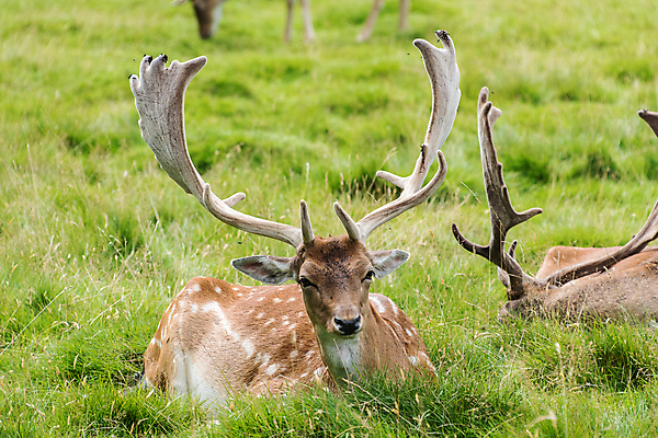 포토 JPG 해외이미지 응시 여자 야생동물 백그라운드 밭 자연 사슴 영국 뿔 사람없음 빨간색 달리기 달러 어둠 일몰 안개 숲 고립 암사슴 해외202008 해외포토 동물 시선 유럽 컬러 돈 농업 포유류 모션 날씨 사람 노을 암컷 생태계 파일형식