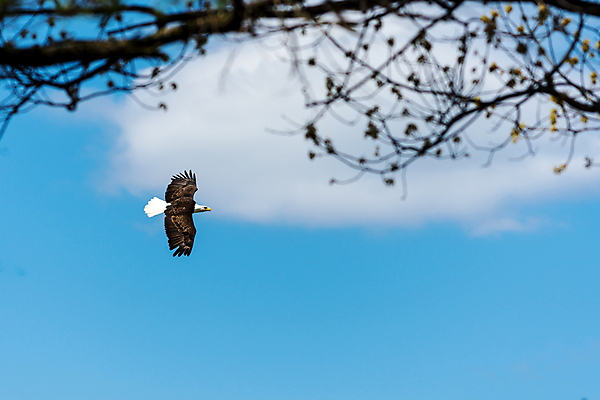 포토 JPG 해외이미지 동물 야생동물 북아메리카 자연 조류 사람없음 미국 자유 독수리 해외202008 해외포토 컨셉 아메리카 생태계 파일형식