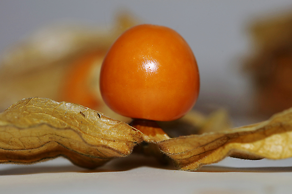 포토 JPG 해외이미지 식물 전통 계절 열매 꽃 음식 잎 다이어트 토마토 오렌지 과일 자연 탁자 디저트 건강 요리 사람없음 노란색 중국 놀람 껍질 신선 원형 체리 황금 달콤 맛 작음 망토 먹기 날것 땅바닥 숙성 식용 이국적 페루 페스츄리 맛있는 해외202008 해외포토 도형 감정 아시아 빵 컬러 가구 컨셉 채소 모션 바닥 표정 남아메리카 크기 생태계 파일형식