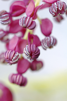 포토 JPG 해외이미지 식물 꽃잎 꽃 잎 꽃무늬 농업 과일 자연 사람없음 야외 컬러풀 새싹 정원 초콜릿 일본 보라색 봄 성장 벚꽃 신선 닫기 제비꽃 향기 포도나무 내추럴 해외202008 해외포토 계절 산업 아시아 컬러 무늬 모션 디저트 과일나무 생태계 냄새 파일형식