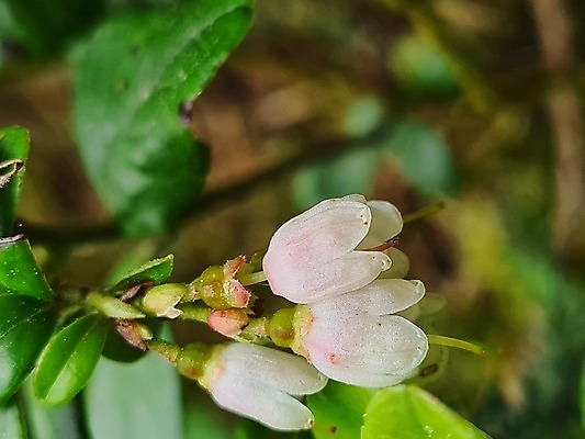 포토 JPG 해외이미지 식물 계절 꽃 백그라운드 잎 꽃무늬 자연 사람없음 초록색 환경 봄 벚꽃 흰색 숲 작음 블루베리 내추럴 해외202008 해외포토 컬러 무늬 과일 크기 생태계 파일형식