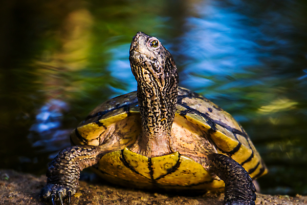 포토 JPG 해외이미지 동물 얼굴 파충류 사람없음 옆모습 초록색 물 반려동물 강 노란색 머리 미국 껍질 연못 거북이 습지 땅 목 이국적 인기 해외202008 해외포토 자연요소 뷰포인트 컬러 북아메리카 신체부위 파일형식