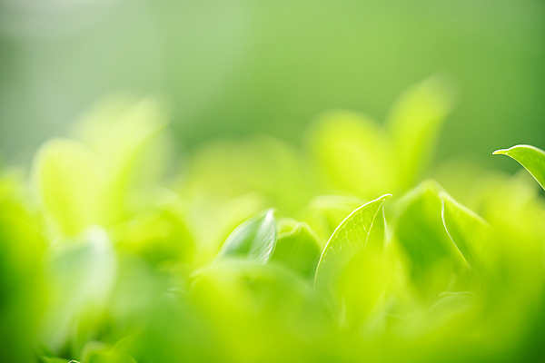 포토 JPG 해외이미지 나무 식물 계절 백그라운드 컨셉 잎 패턴 자연 벽지 추상 잔디 사람없음 초록색 빛 컬러풀 햇빛 태양 우주 환경 정원 맑음 봄 성장 신선 숲 질감 보케 부드러움 내추럴 블러 생태학 카피스페이스 그리너리 효과 해외202008 해외포토 자연요소 교육 컬러 무늬 날씨 공백 감각 생태계 파일형식 트랜드컬러