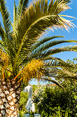 포토 JPG 해외이미지 나무 유럽 잎 자연 건강 손바닥 사람없음 야외 크로아티아 바이오 해외202008 해외포토 식물 손 나라 생태계 파일형식